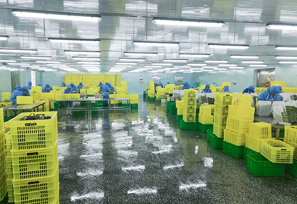 100％新鮮な冷凍ニンニクピューレペレット