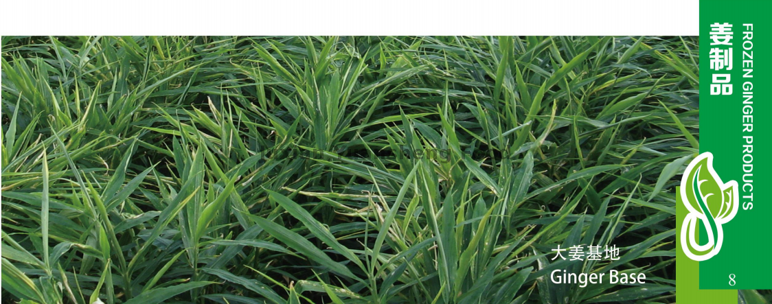 ジンジャーベース