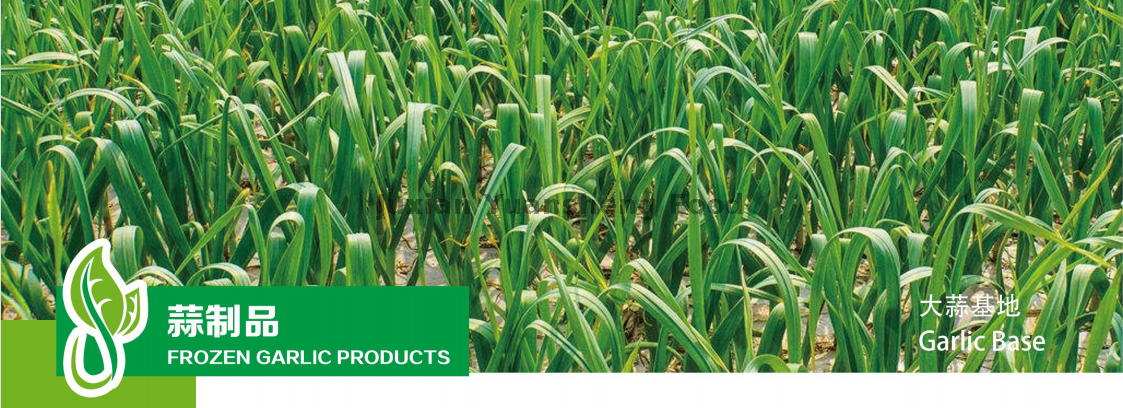 ガーリックベース