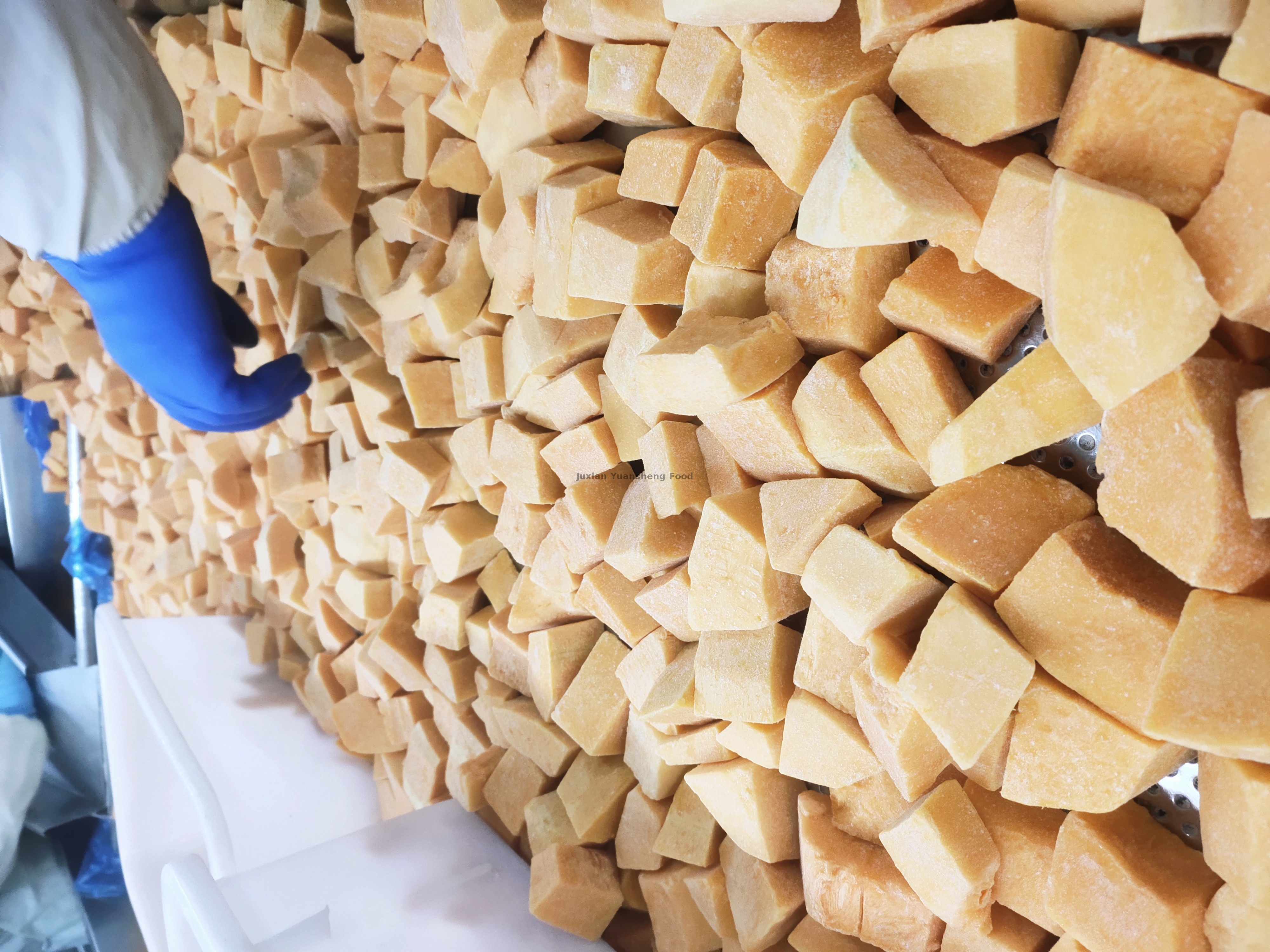 かぼちゃ2(3) - 副本